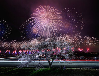 桜と花火が共演する春の絶景シーン